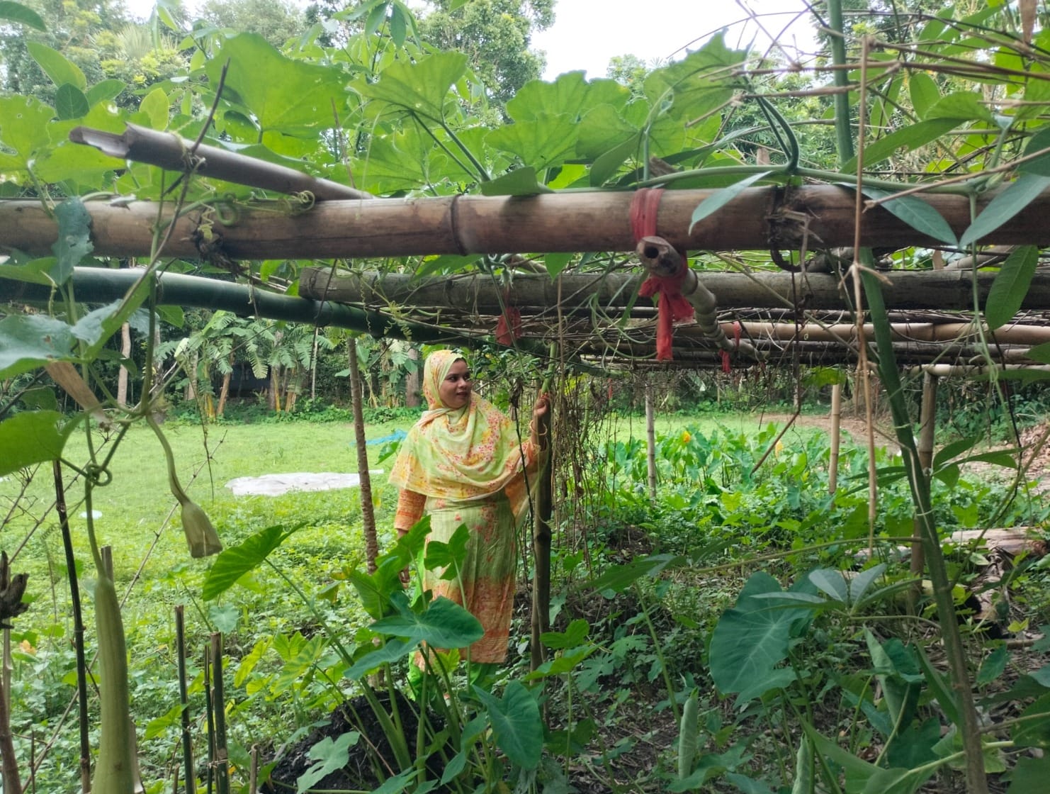 বাঁশের মাচাজুড়ে সবুজের সমারোহ, পরিচর্যায় ব্যস্ত এক নারী।