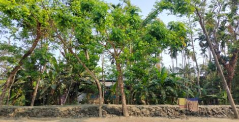 সবুজের ছায়ায় গ্রামের শান্ত সকাল 🌿