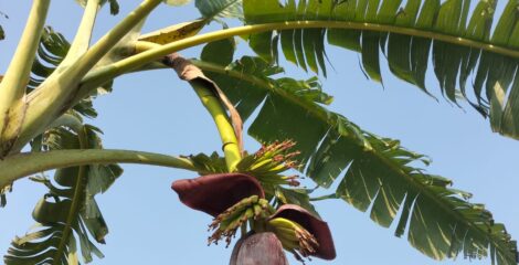 গ্রামের রাস্তার পাশে কলাগাছের সবুজ সমারোহ