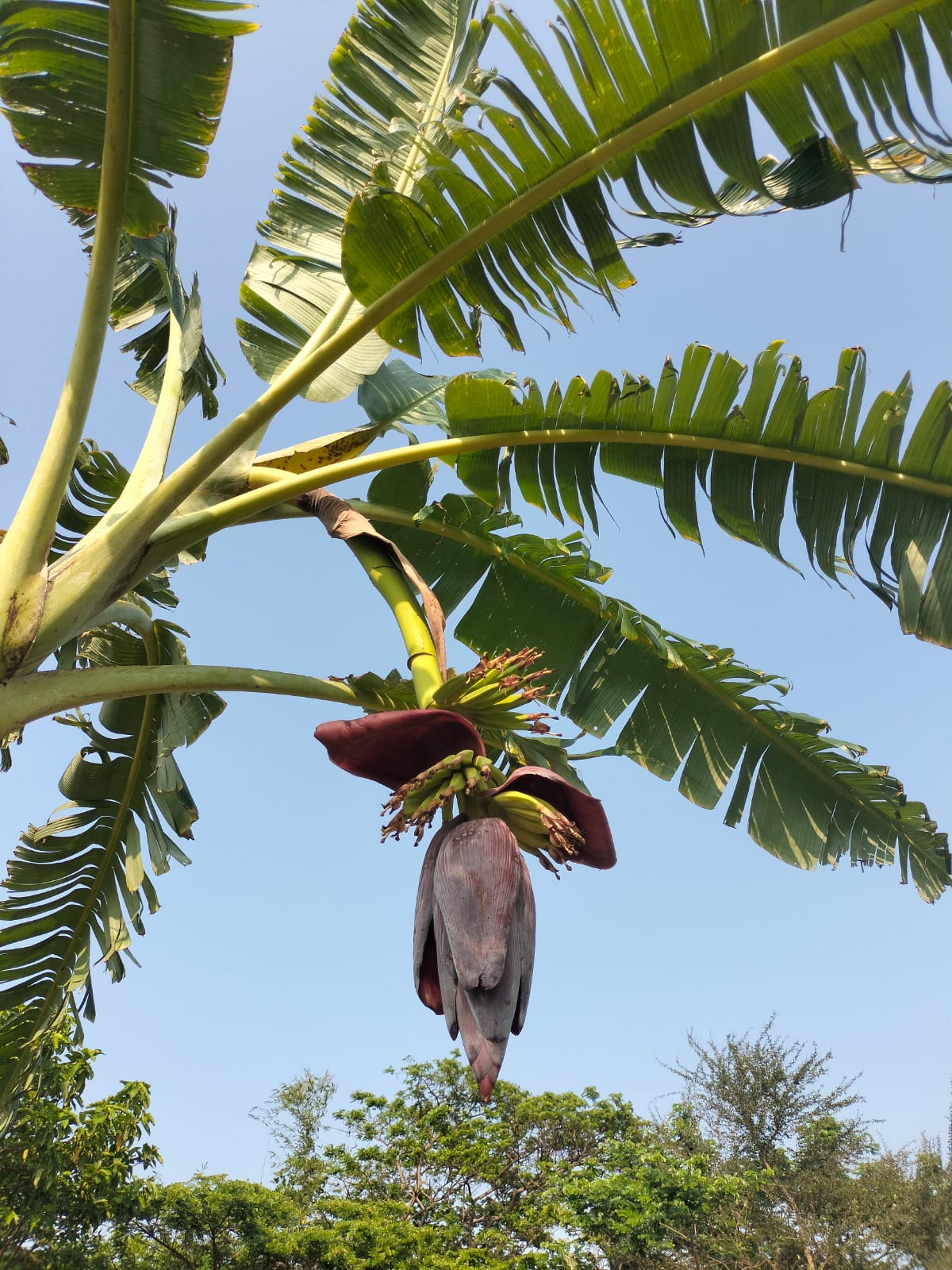 গ্রামের রাস্তার পাশে কলাগাছের সবুজ সমারোহ